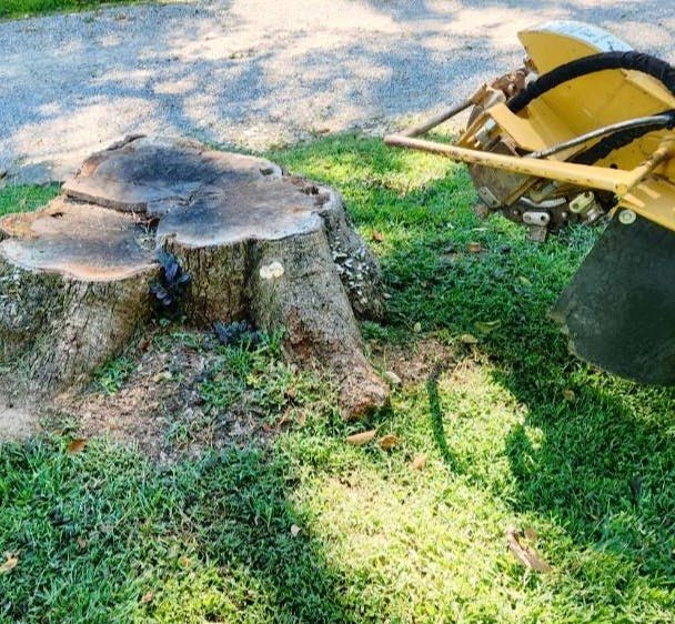 Stump Removal Service